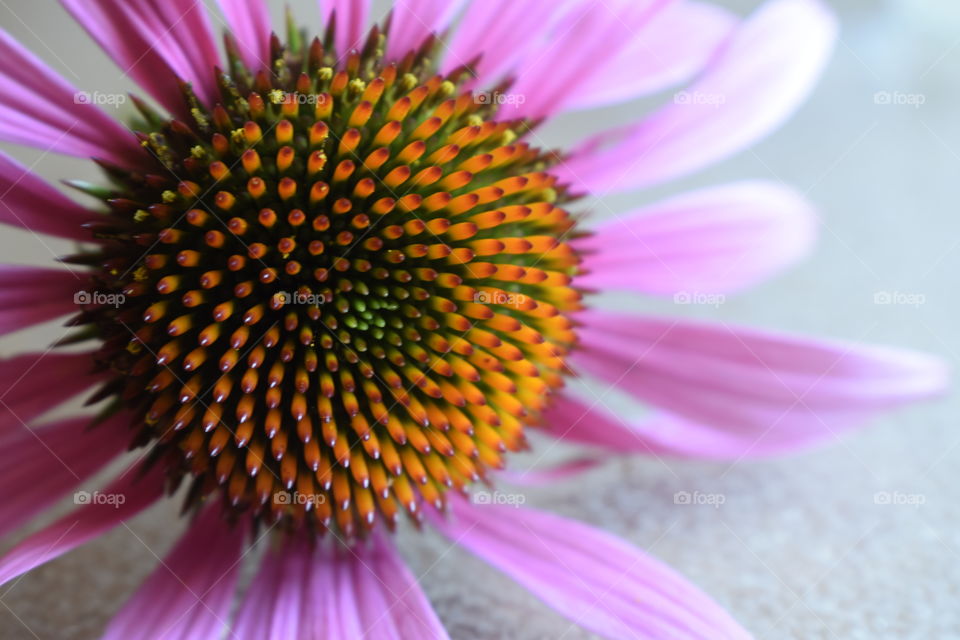 Close-up of coneflower