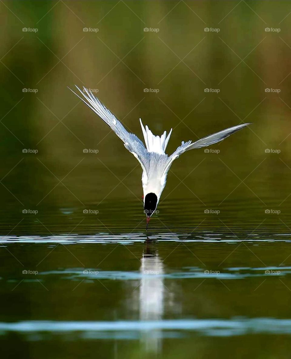 Close up on a Common Tern diving head down into the green waters of the pond of Sarzeau