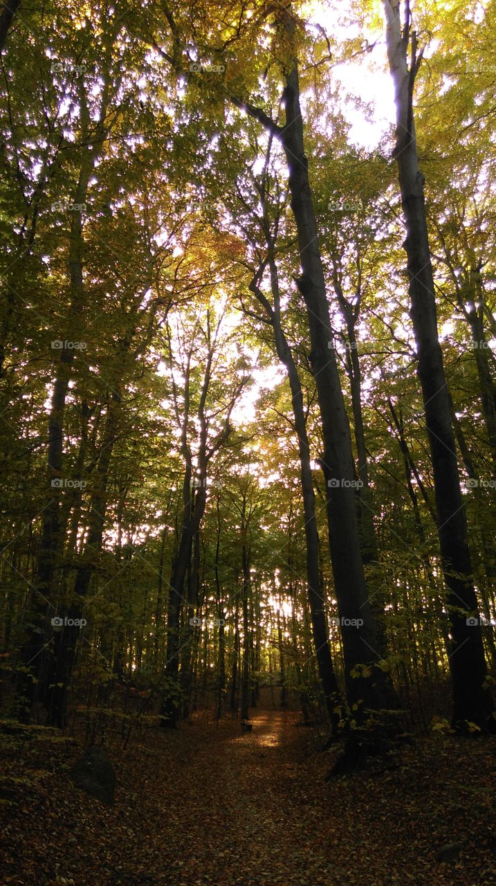 Autumn. Walk in the woods