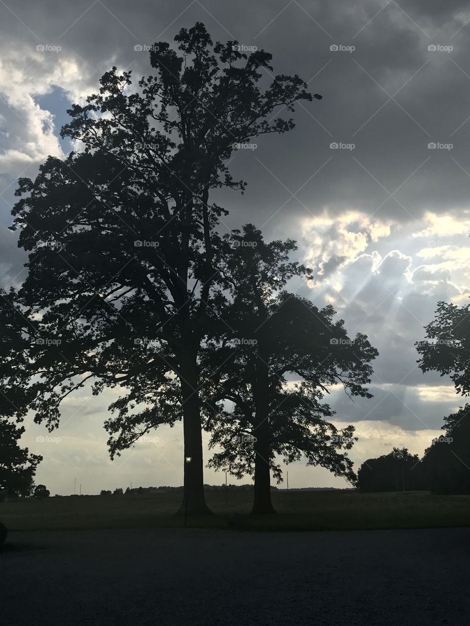 Tree silhouette in the country 