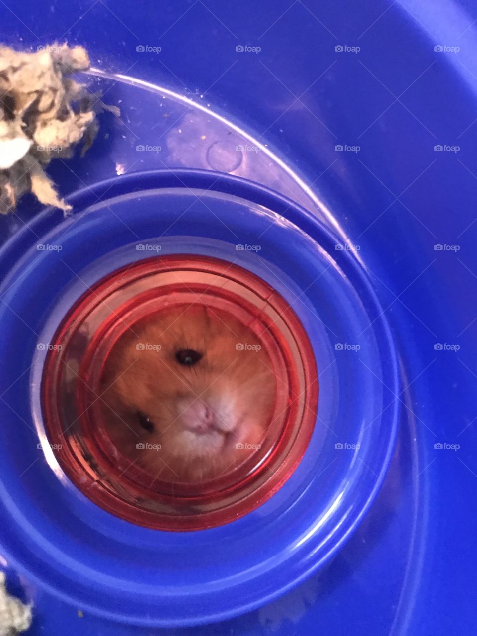 Hamster stuck in hole 