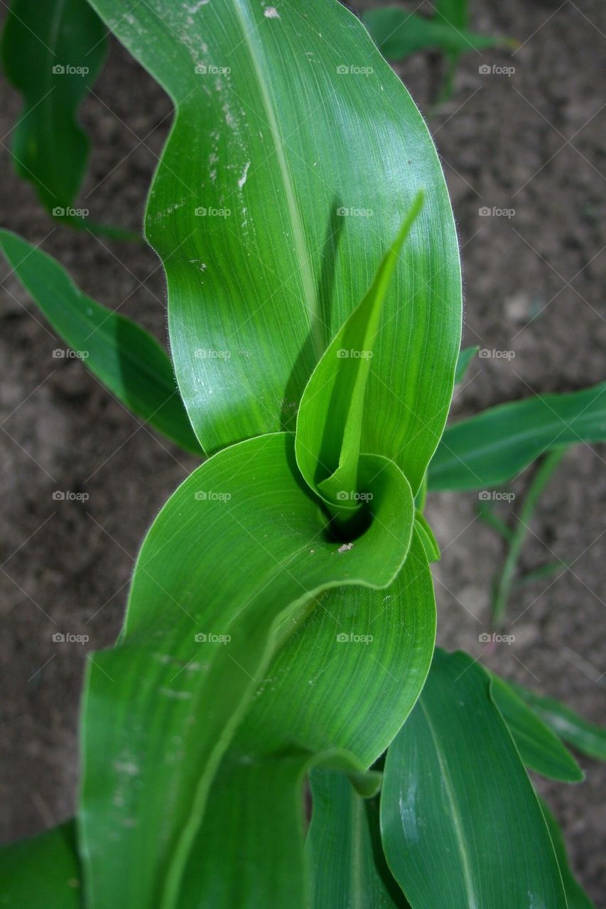 Corn in the Garden