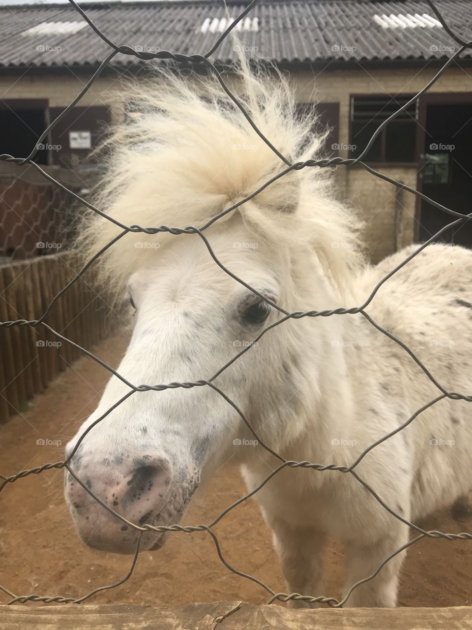 Adorable tamed Pony