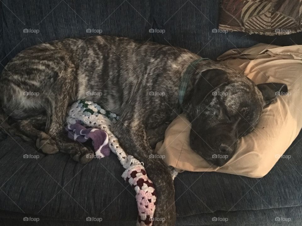 Mastiff Dreams