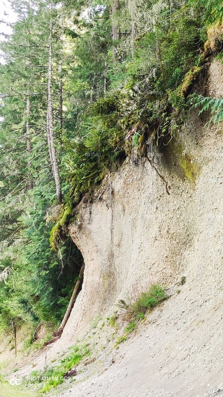 trees and forest series