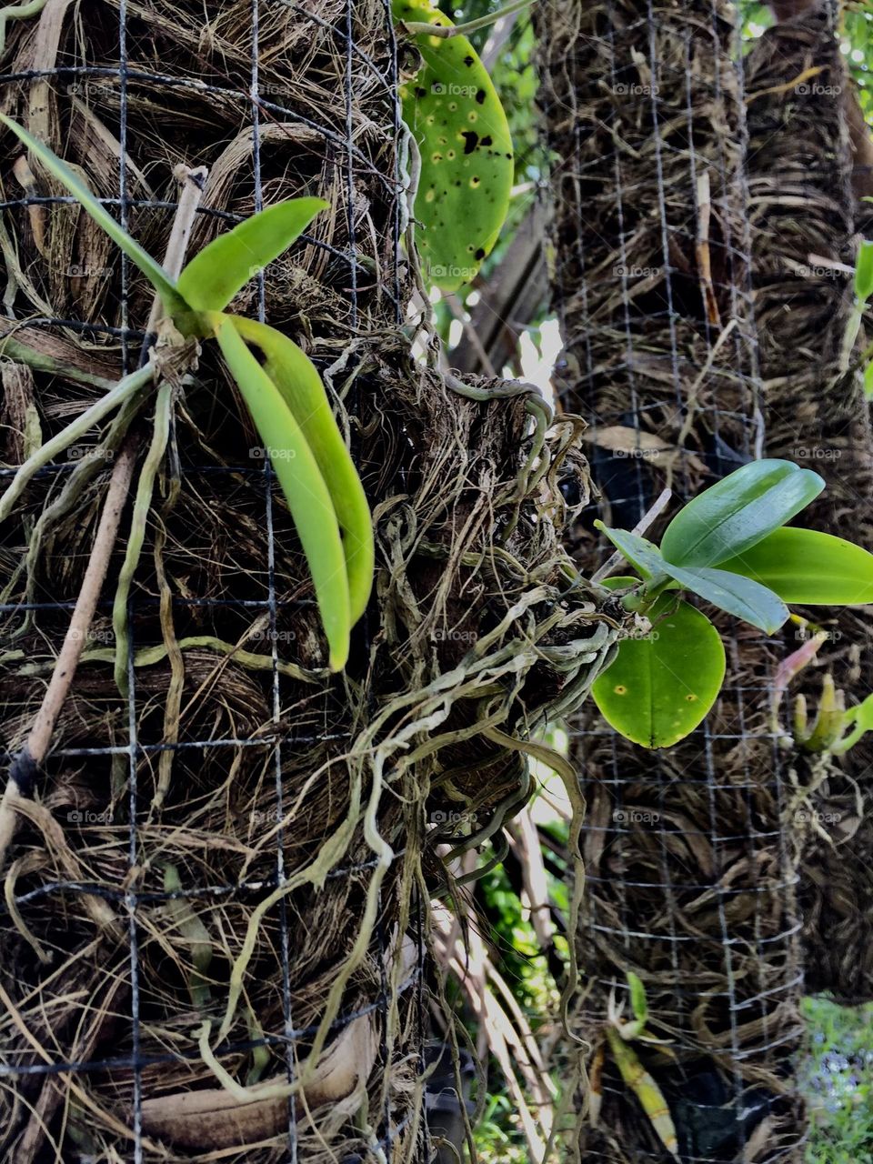 White orchids planted in a coconut husks in a vertical position with the used of chicken wire.