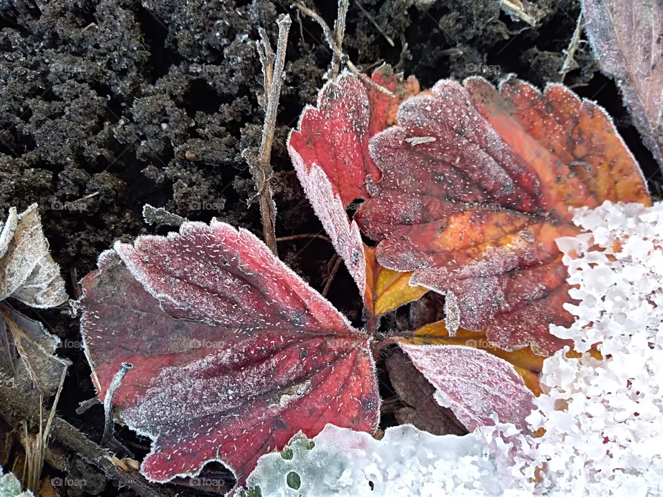dead leaf