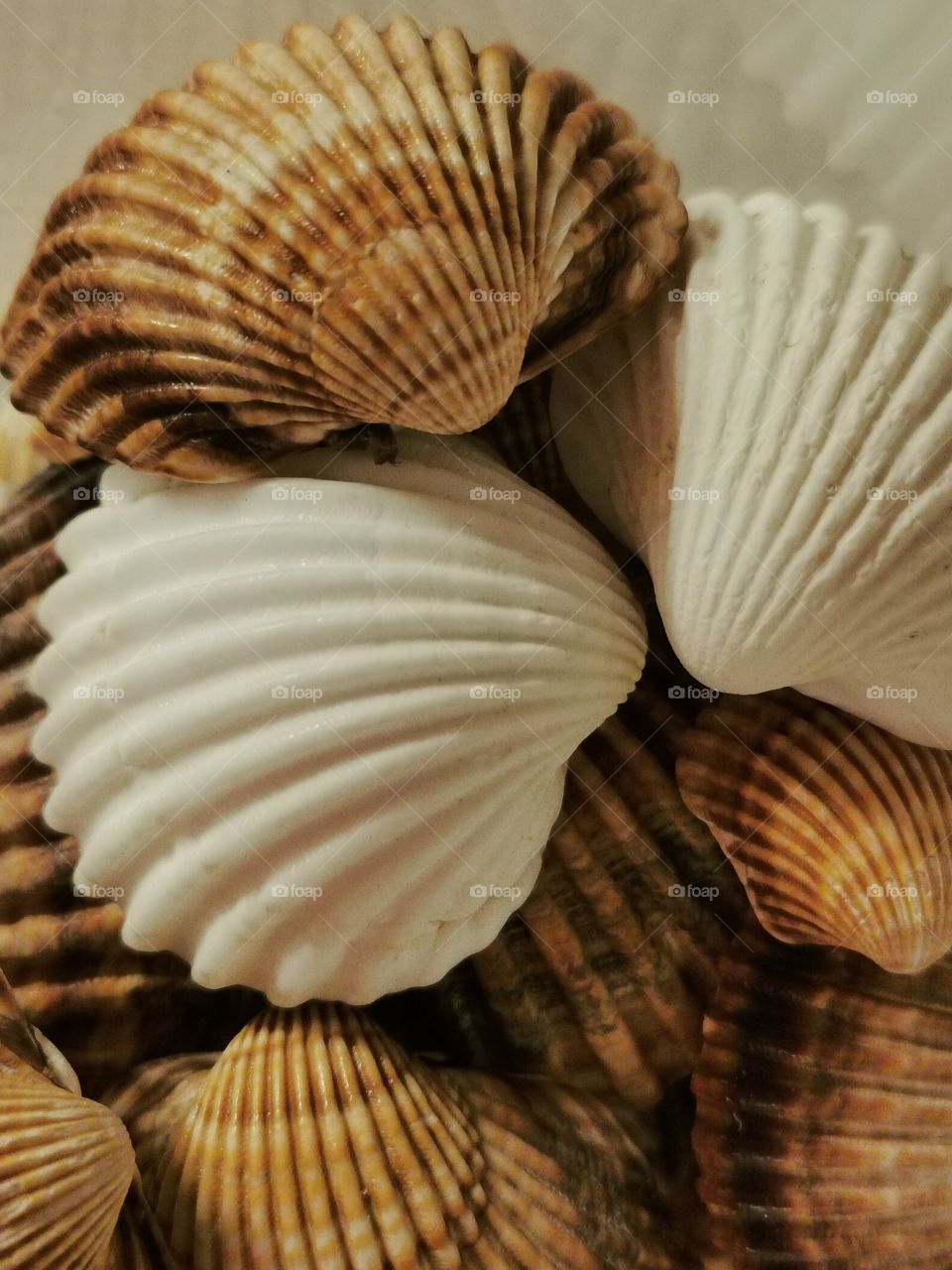 Sea Shells