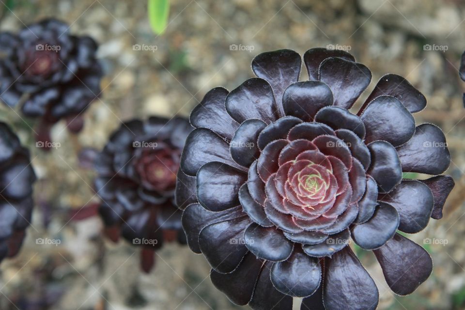 Flowers, cactus, purple, succulent 