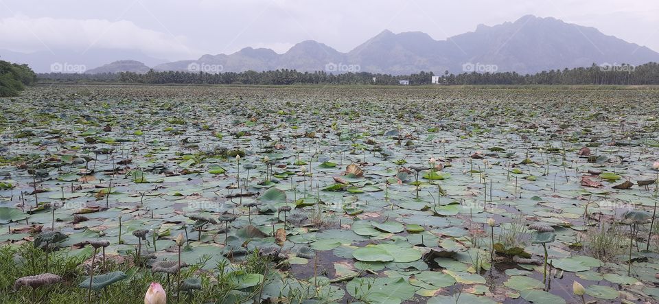 Lotus pond...The largest lotus pond ever seen in a evening.