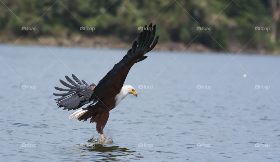 African fish Eagle from Naivasha
