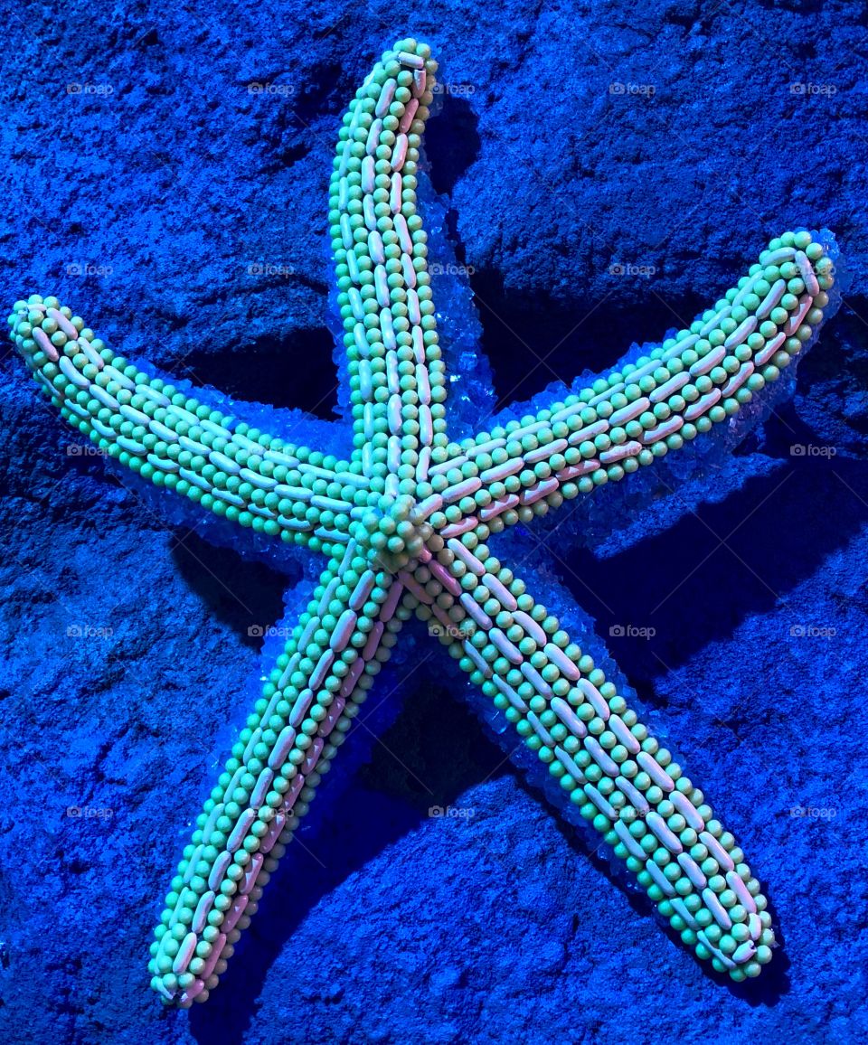 Wish upon a starfish 