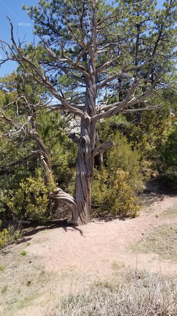 Wild West Twisted Tree