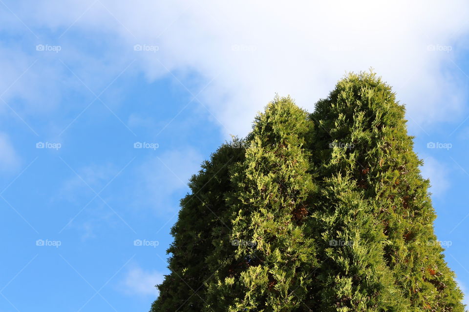 tall tree and blue sky