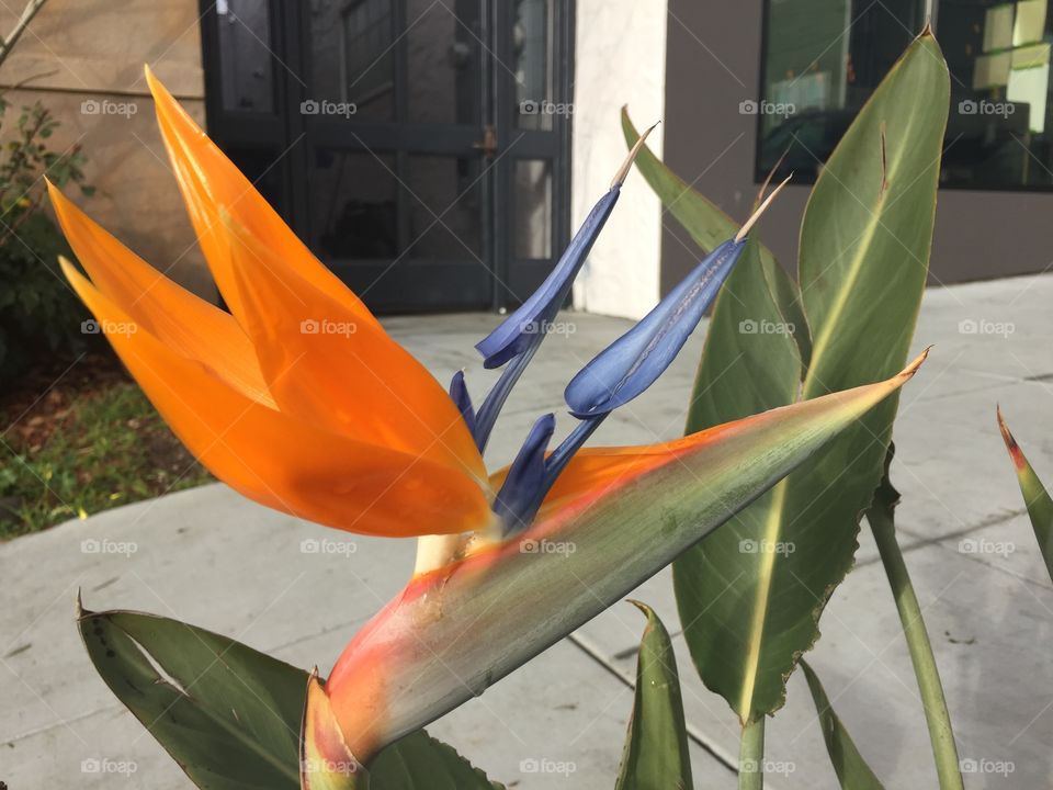 A Bird with Character. A bird of paradise, strutting its stuff in North Berkeley))