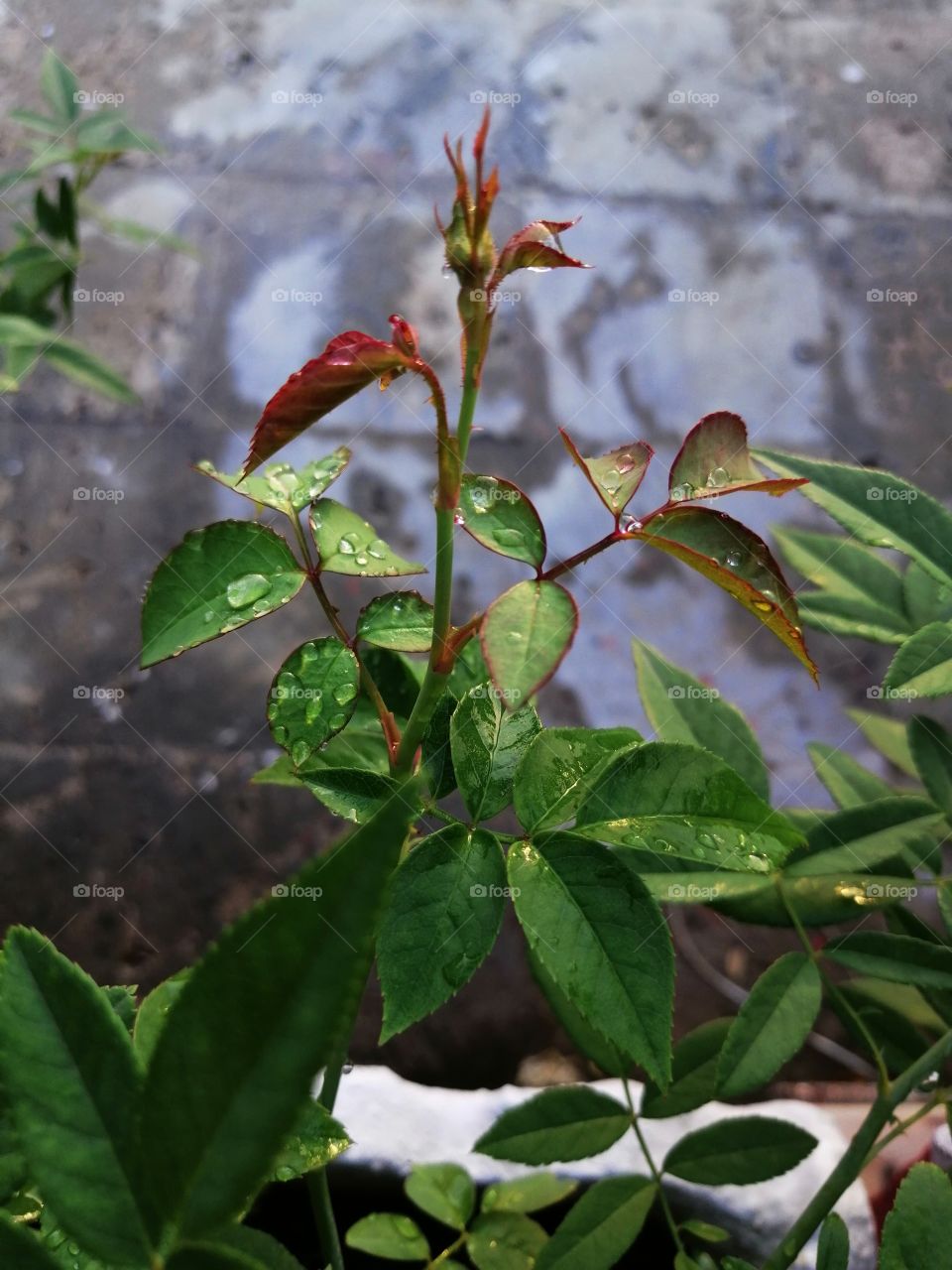 First signs of spring. Freshly growing rose flower bud in the spring season.