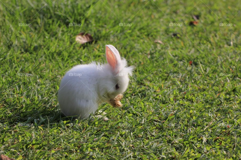 A rabbit 