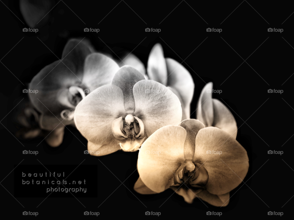 Beautiful Botanicals Stunning Black and White Orchids! Perfect Canvas Art, Screensavers, Wall Decor, Fine Art!