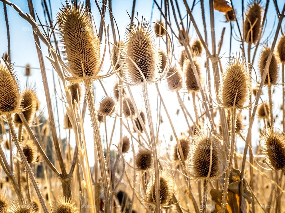 Dried thistle plants against the fall sky.  