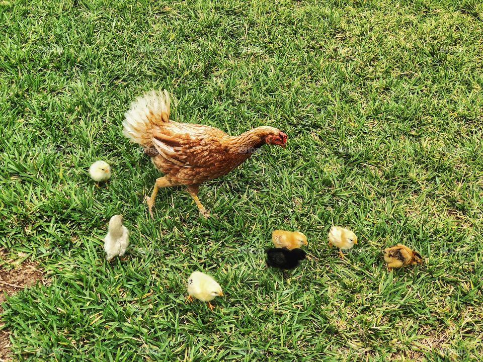 Chicken with baby chicks on the prowl 