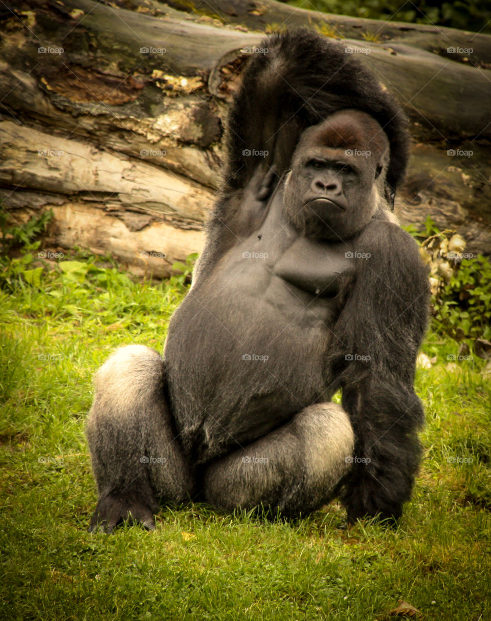 Gorilla on grassy field