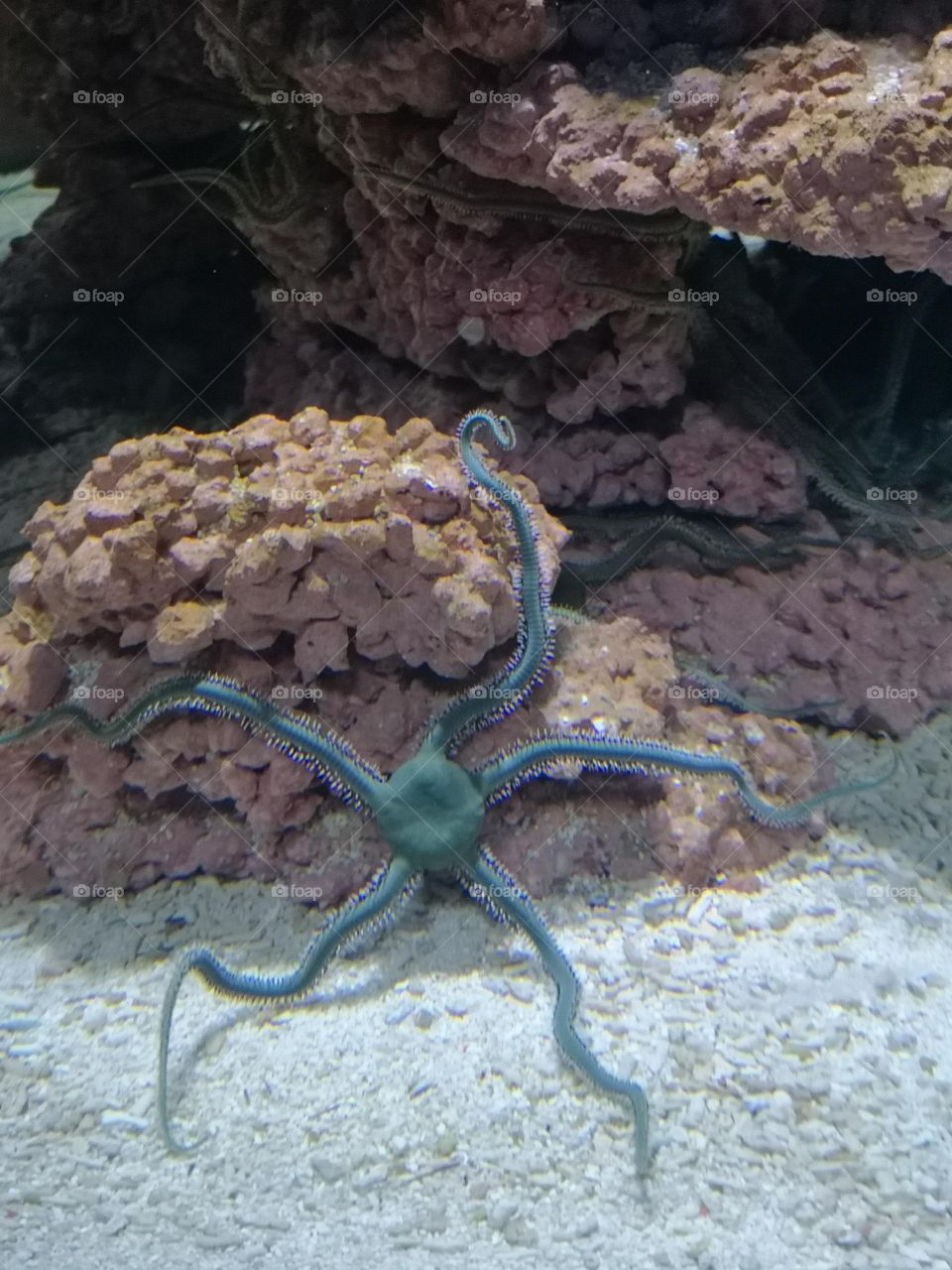 starfish