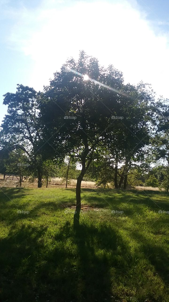 Tree in the Sun