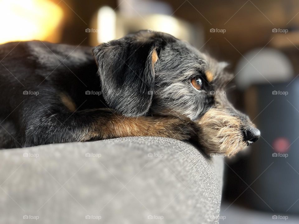 Doggie enjoying the view from the couch