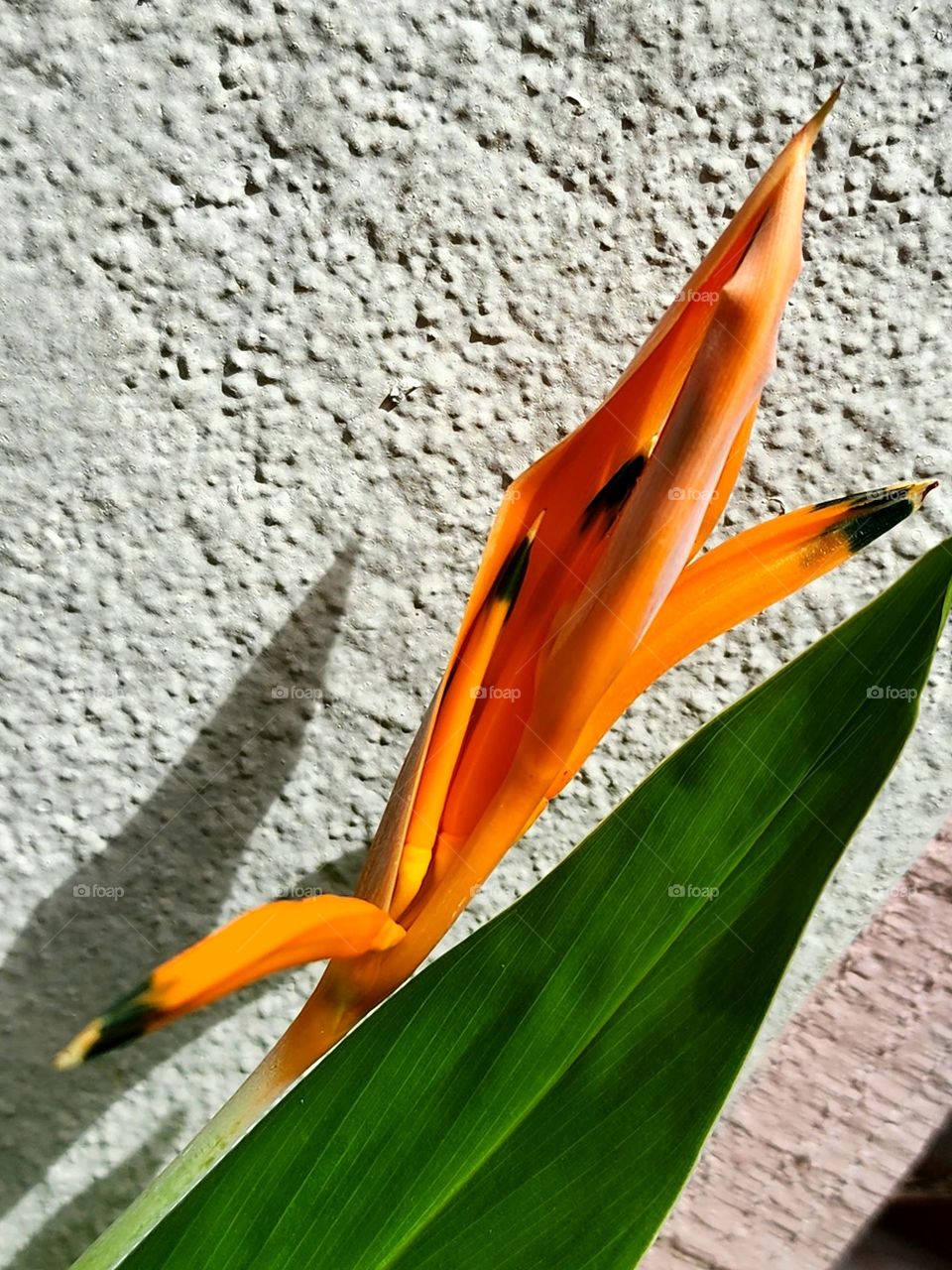 bird of paradise