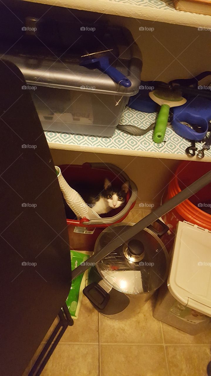 mischievous cat in cleaning bucket