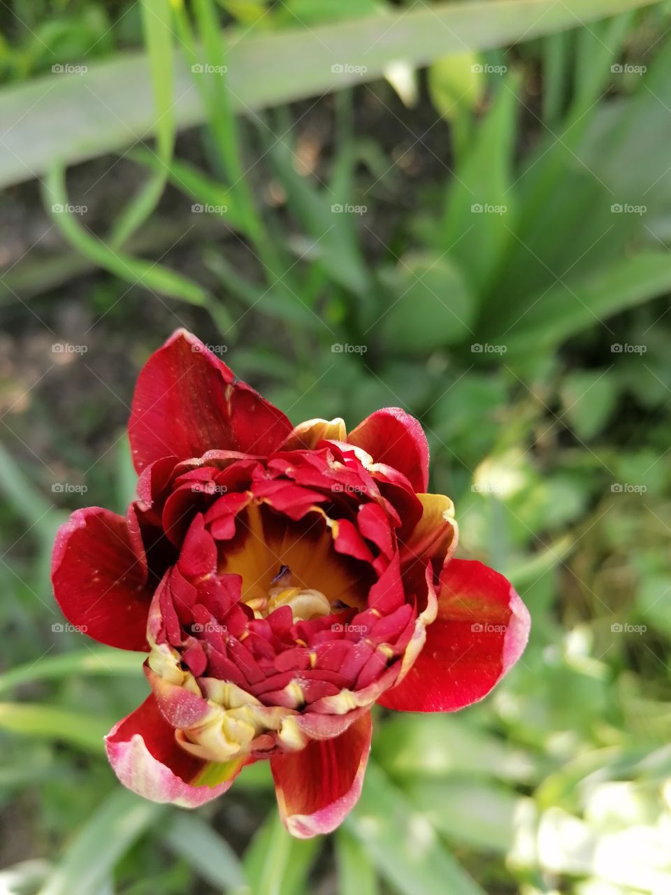 Blooming flower in the sun