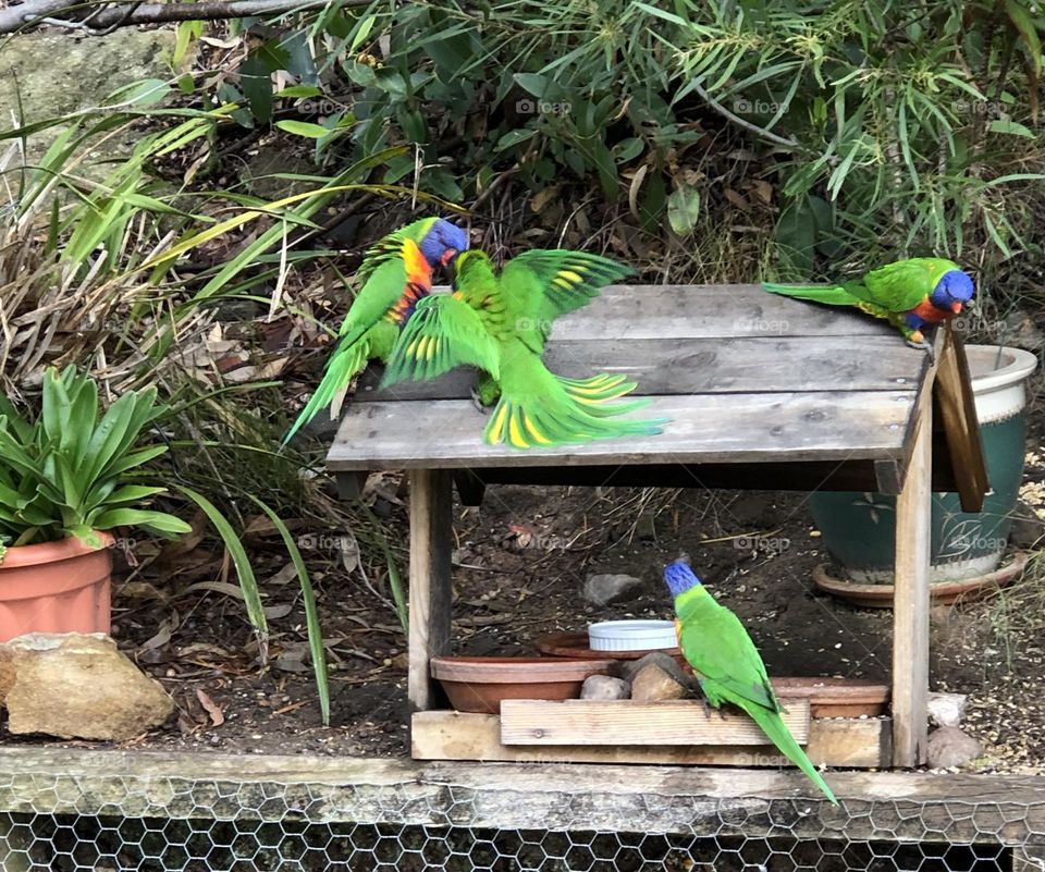 Lorikeets having fun beautiful native birds