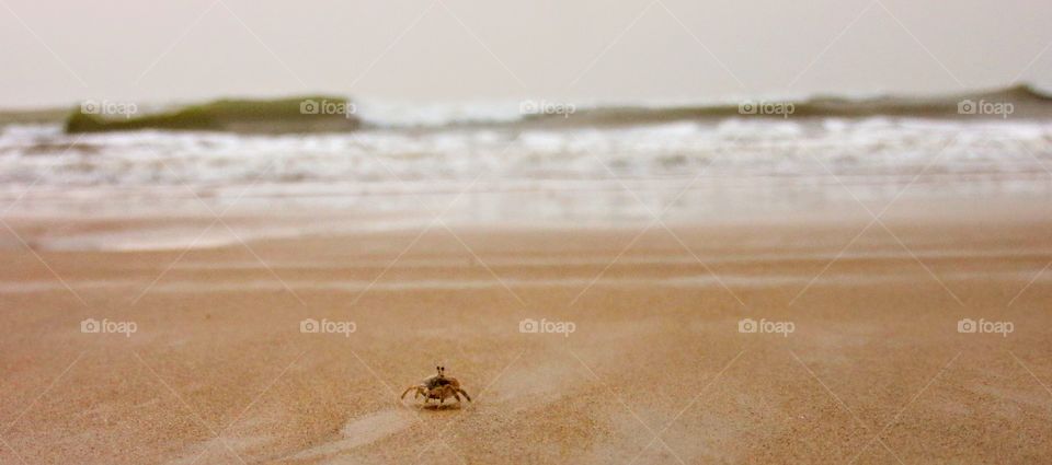 Look at that little friend with such a big heart. He doesn't fear the big waves.