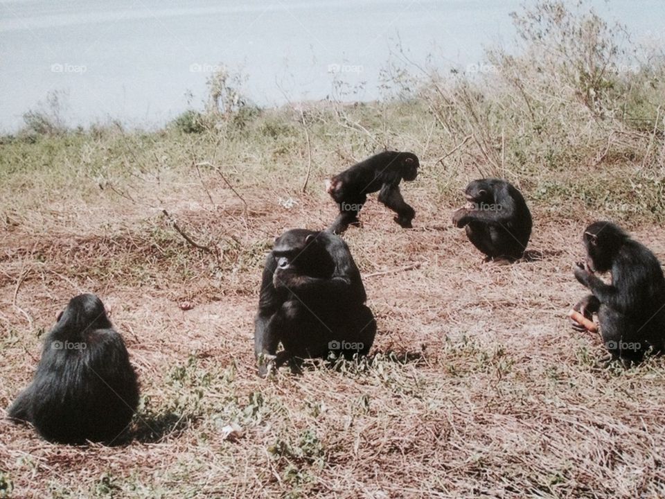 Chimp Island