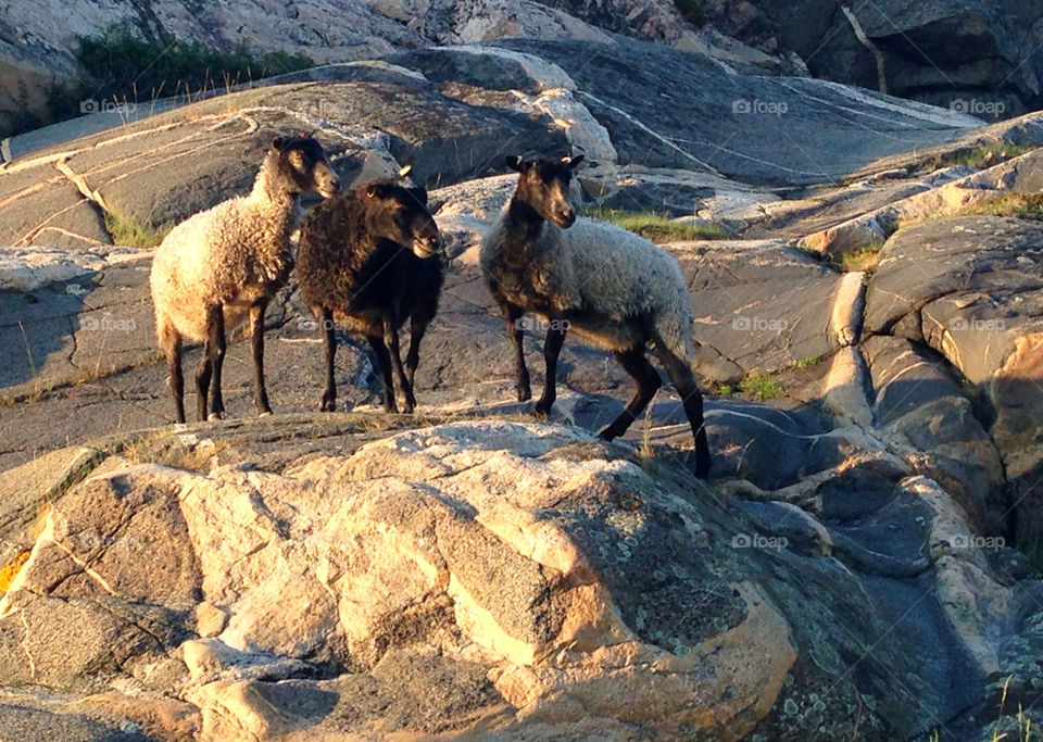 Sheep on rocks