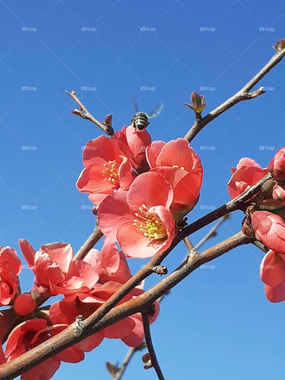 colores de primavera