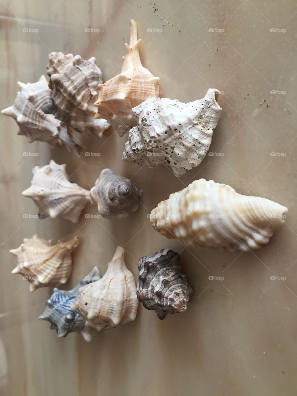 Sea Shells from Mediterranean Sea