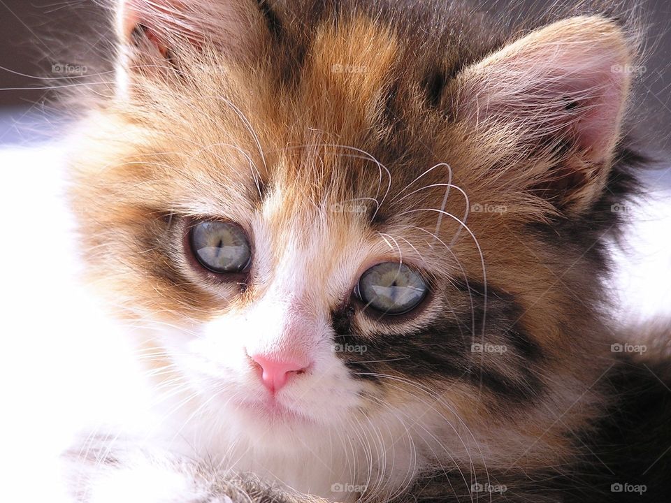 Close-up of kitten