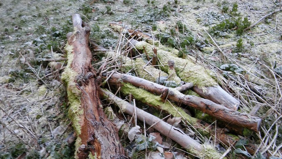 Frozen Wood And Moss