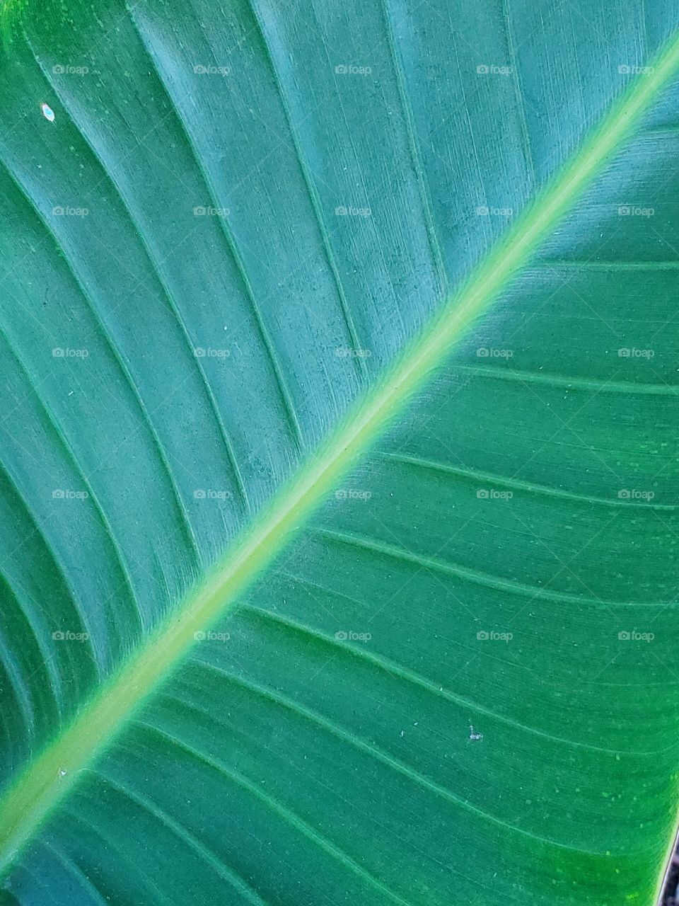 Pure banana leaf