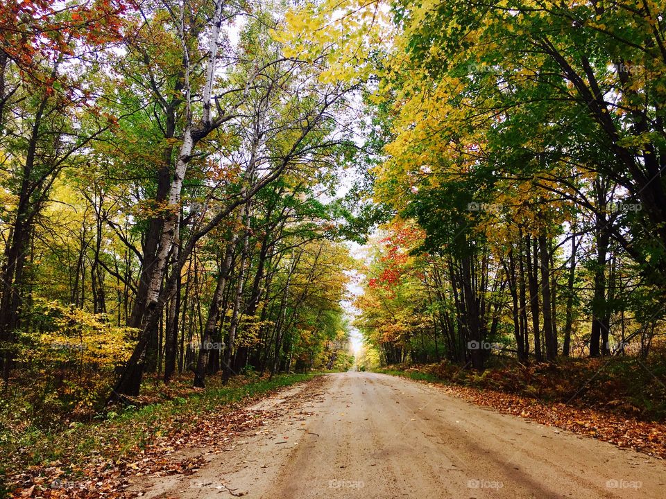 Empty road in forest during autumn