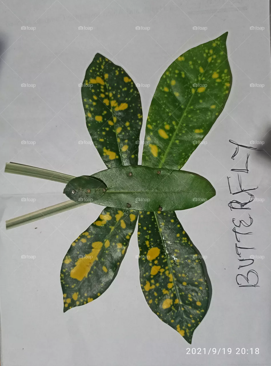 leaf art