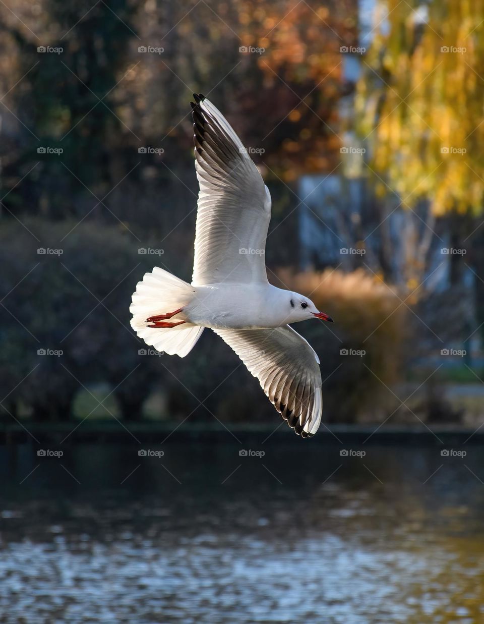 Common black headed seagull flying over a body of water in park in city