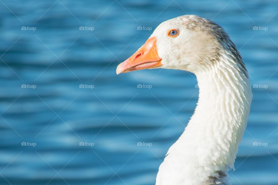 Duck 