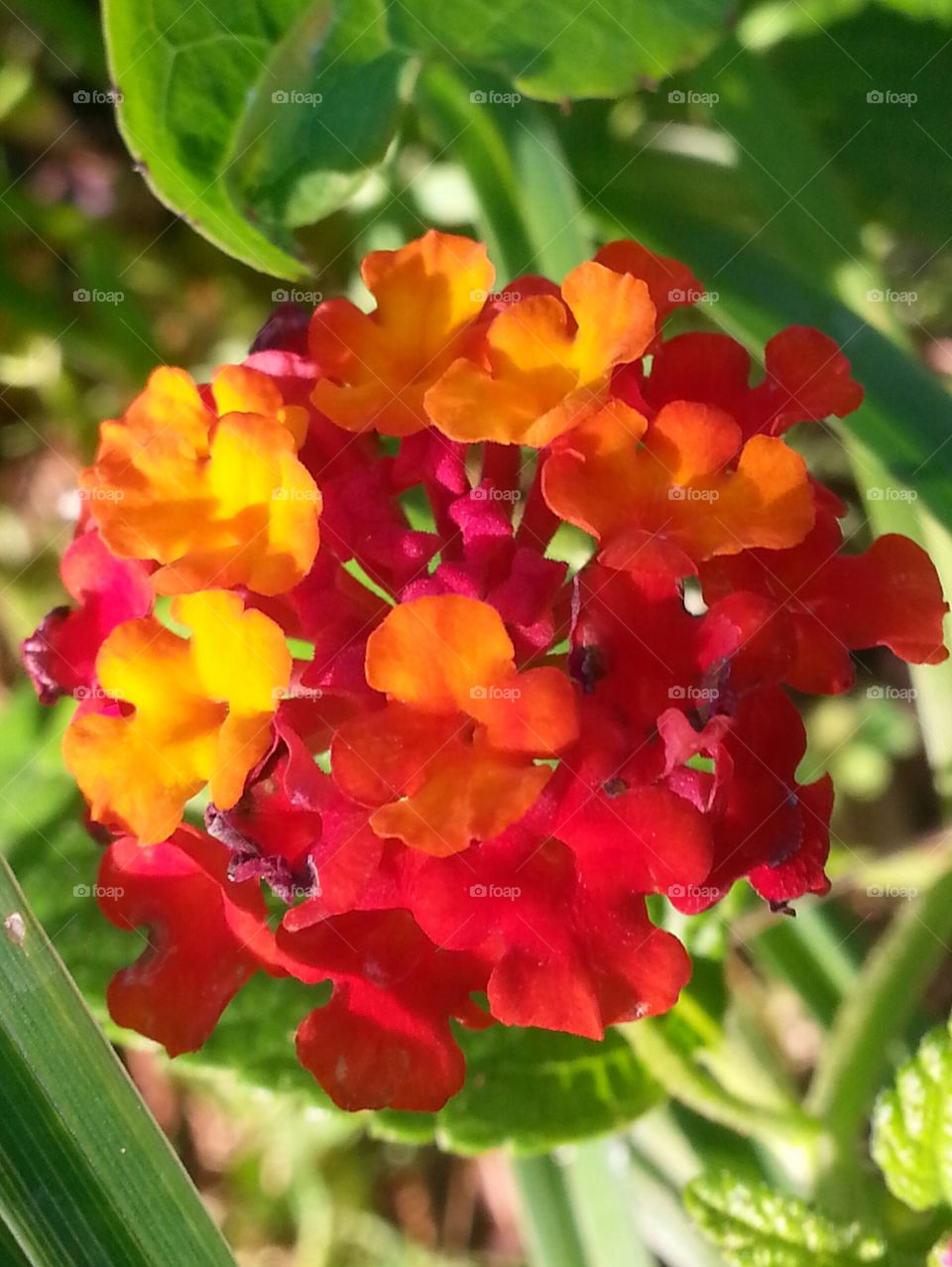 Lantana
