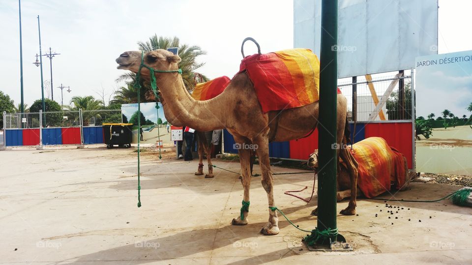 Camel from Morocco