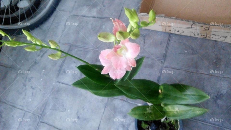 Pink Orchid (Mixed Breed)