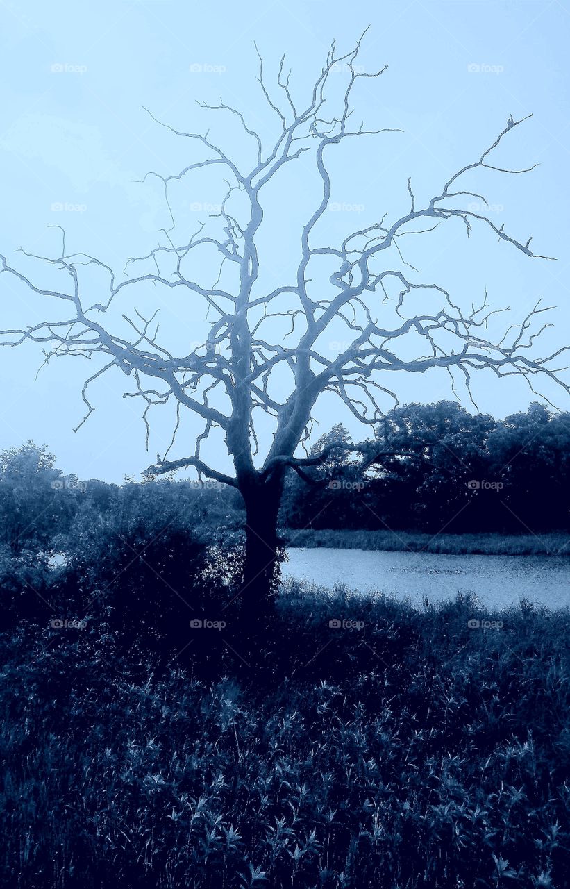 macabre tree by pond monochrome