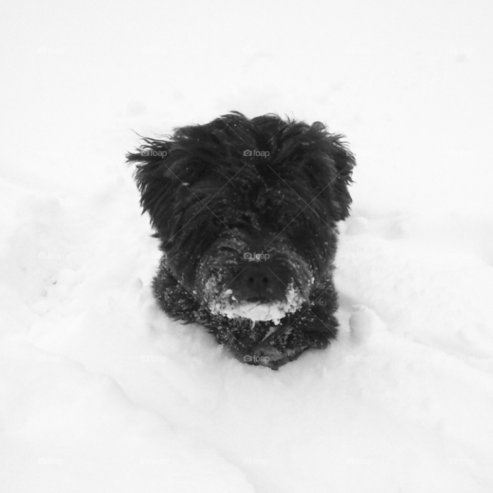 snow winter dog black and white by elpee