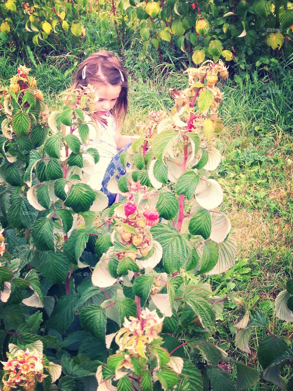Girl in raspberry bush
